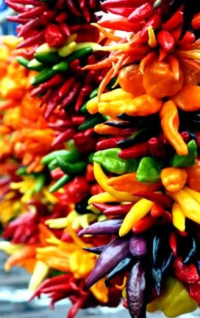 paprika