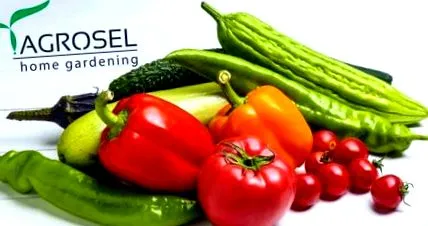 test vitaminok