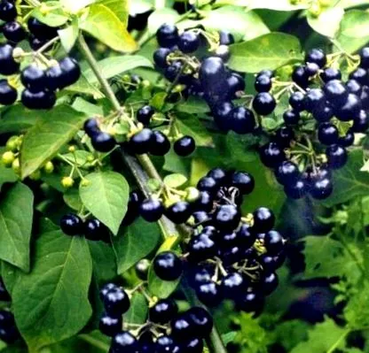 krajine uistite