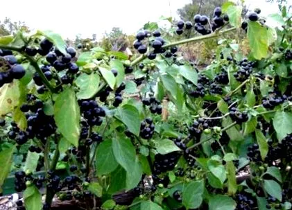 krajine krajine