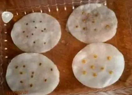 vysadíte krajine