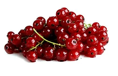 ribizli