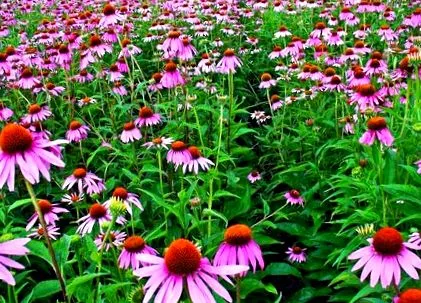 echinacea akár előnyei