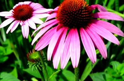 echinacea akár növény