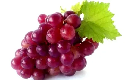 szőlő szőlő