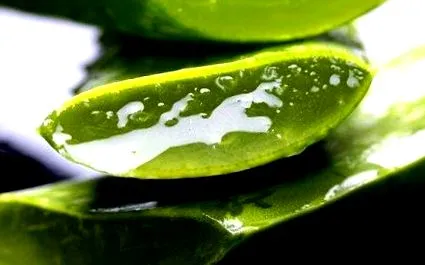 aloe egészségügyi