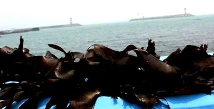 переваг водоростей водоростей