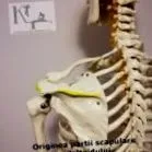 fájdalom deltoid