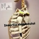deltoid kezelése
