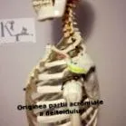 deltoid fájdalom
