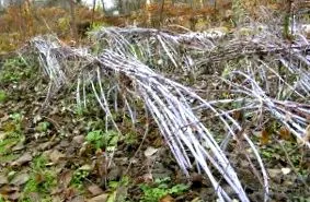 садење
