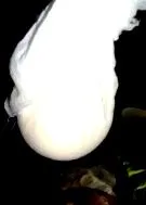 tehénsajt