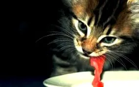 домашни котенца