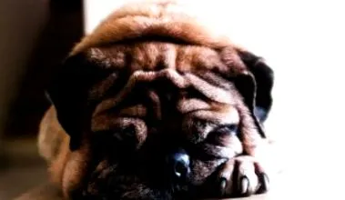 cricksydog