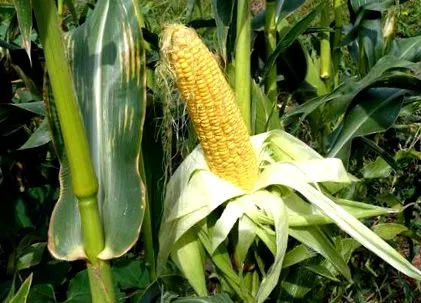 horticulturală