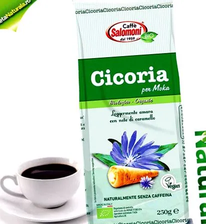 cikória