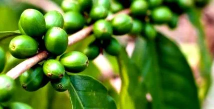 zöld egészségügyi