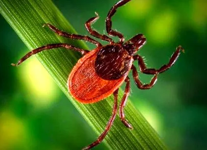 Borrelia burgdorferi