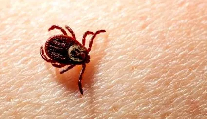 lyme-kór jelei
