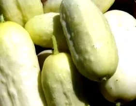 краставици