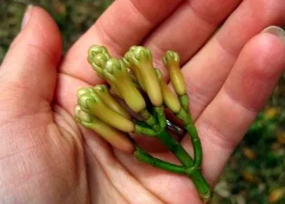 fotók