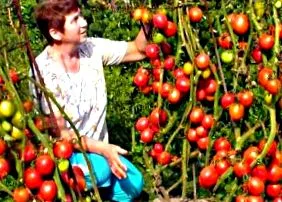 најдобар домат