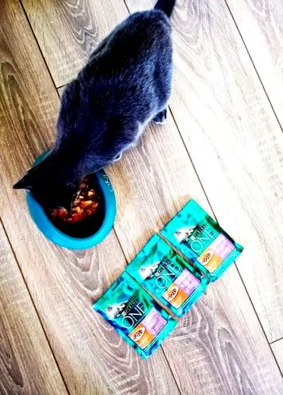 котів