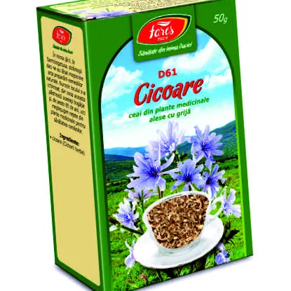 cikória