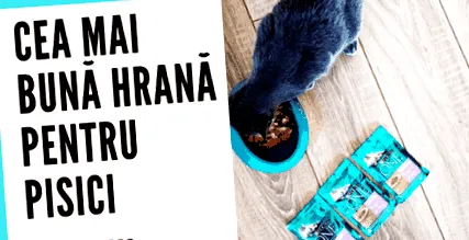 котів