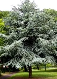 висулка