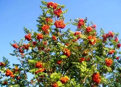 hegyi