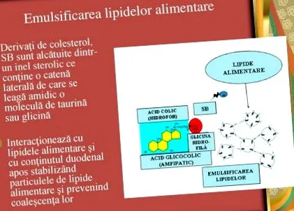 anyai étrend