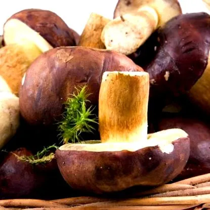 калорични