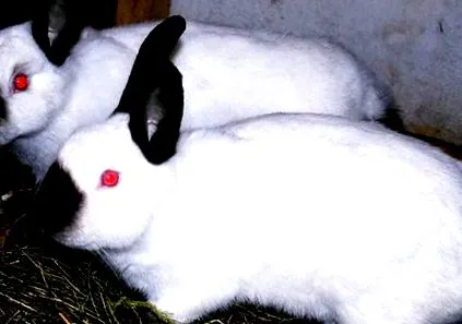 tippek amikor