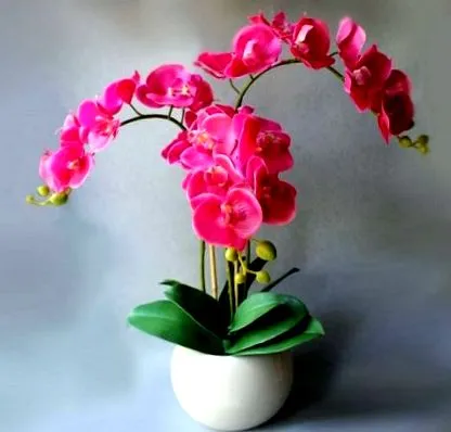 orchideáknak