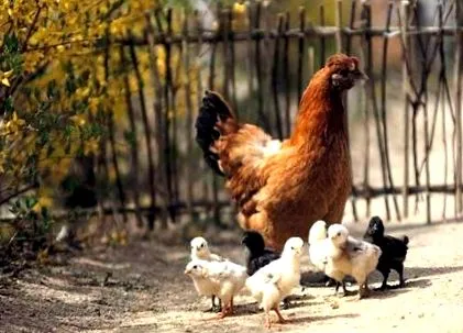бактериска бактериска