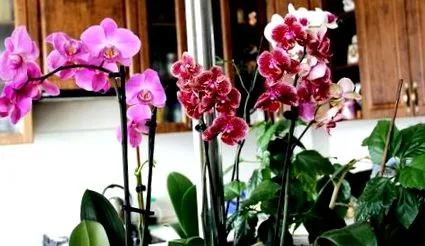 orchideáknak