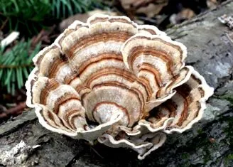 coriolus