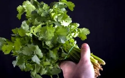 Coriandrum sativum