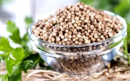 Coriandrum sativum