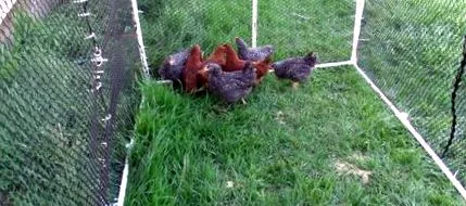 храна подигање