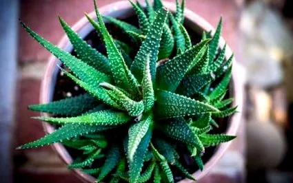 aloe ioana