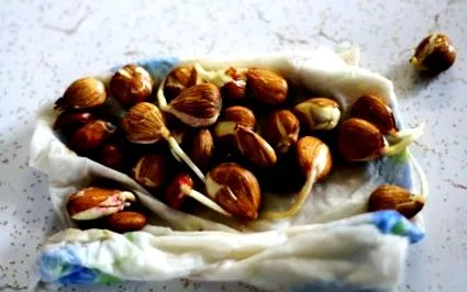 hogyan csontból
