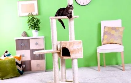 macska