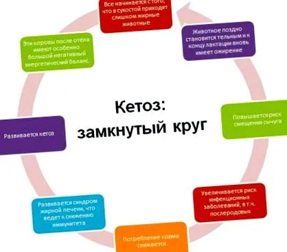 tőgygyulladást tehenet