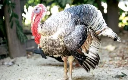 állattartó