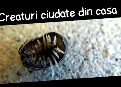tetűmítoszokról