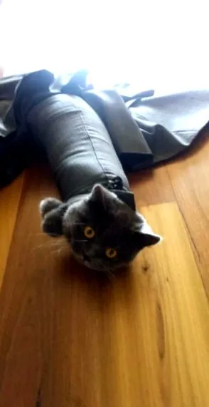 котките мякайте