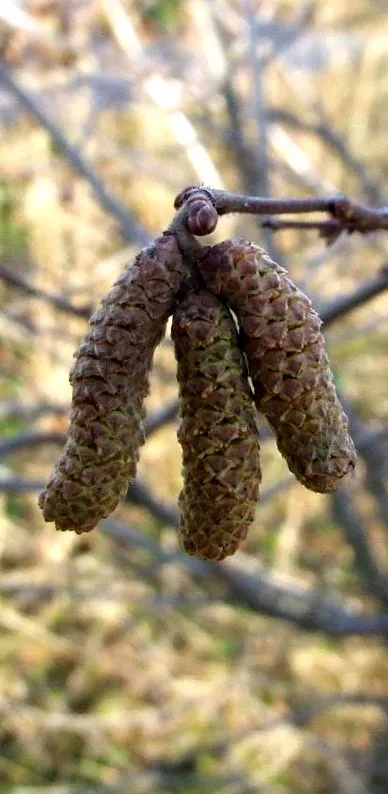 лешник corylus