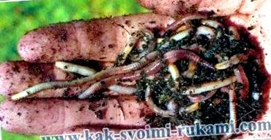 каква червеите